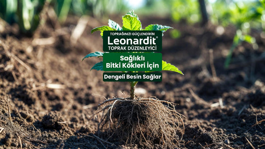 Hümik Asit Nedir? Toprak ve Bitkiler İçin Mucizevi Organik Düzenleyici 🌱