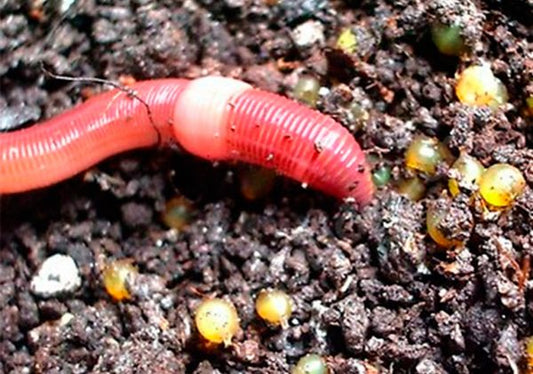 Solucan Gübresi Üretimi: Sürdürülebilir ve Doğal Bir Gübre Kaynağına Dair Detaylı Rehber Makale