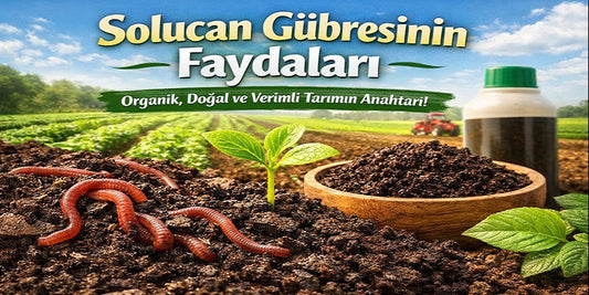 Solucan Gübresi Nedir? Faydaları, Kullanımı ve Toprağa Etkileri